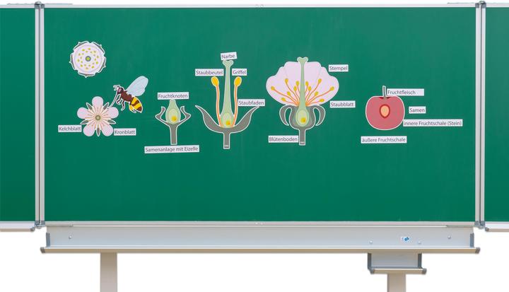 Actual product image Betzold Set: The cherry blossom (German)