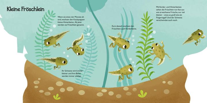 Image du produit Du petit têtard à la grenouille (Allemand)
