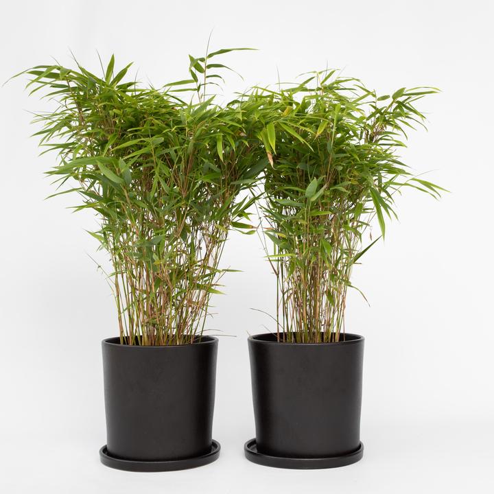 Actual product image Plant in a Box Fargesia nitida 'Gansu' - Gansu bamboo (50 cm)