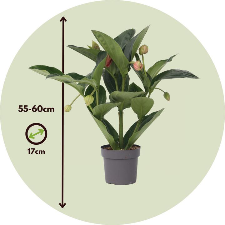 Immagine prodotto Plant in a Box Medinilla magnifica - Rosa medinilla (55 cm)