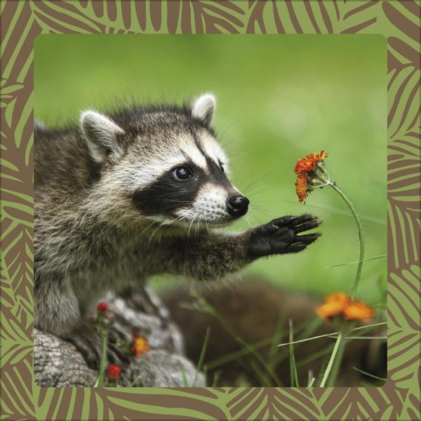 Produktbild Achtung wild - Tiere aus aller Welt 2026 (30 x 30 cm, Harter Einband, Deutsch)