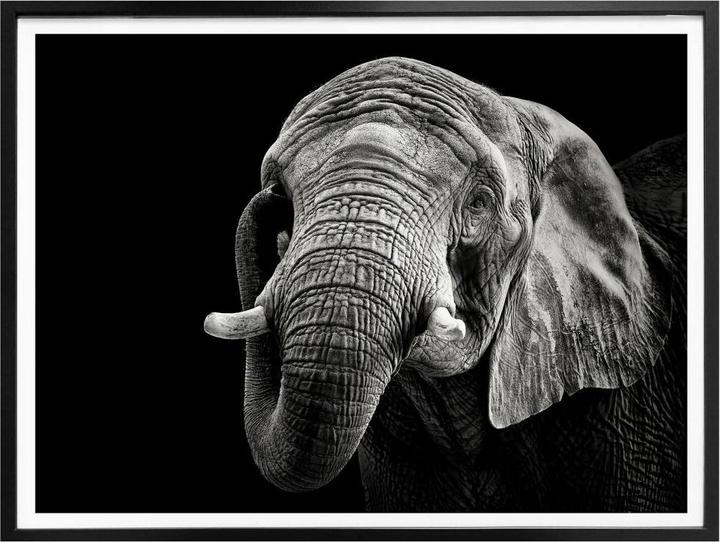 Image du produit Trenddeko L'éléphant (50 x 40 cm)