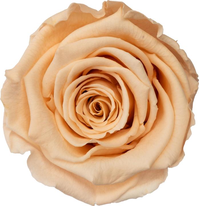 Immagine prodotto Migros Ostschweiz Rose premium (rose stabilizzate) in una cappelliera (Fiori dell'Infinito)