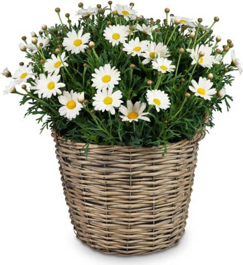 Fleurop Luftig & leicht (Margerite)