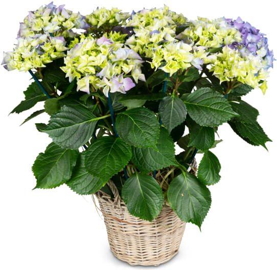 Fleurop Vintage-Charme (Hortensie blau) (Trockenblumen)