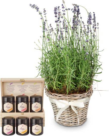Fleurop Duft der Provence (Lavendel) mit Honig Geschenk-Set