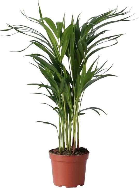 Image du produit Plant in a Box Dypsis Lutescens - Palmier à fruits d'or d'Areca (60 cm)
