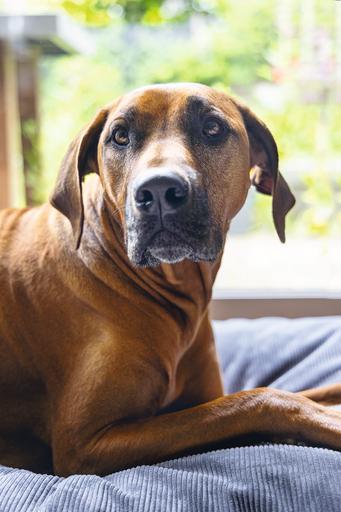 Actual product image Beeztees Bz Orthopedic Rest Cush Veo Dgrey 100x70 (Dog)
