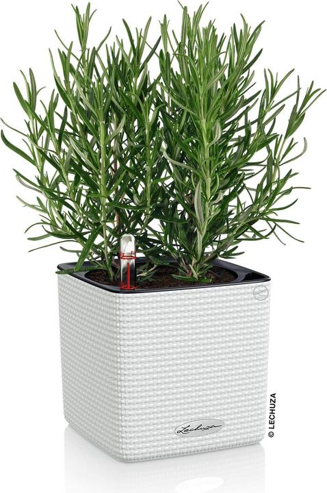 Immagine prodotto Lechuza cubo (14 cm)