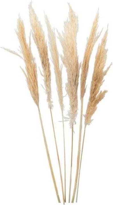 Dekomat Trockenblumen Pampasgras (Pampasgras)