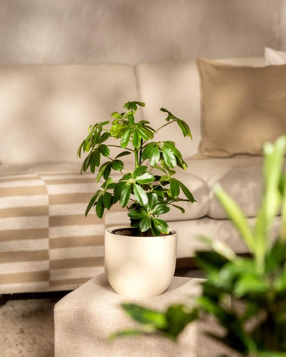 Immagine prodotto feey Schefflera (55 cm, Appena rinvasata)