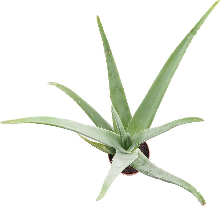 Immagine prodotto Migros Ostschweiz Aloe Vera (46 cm)