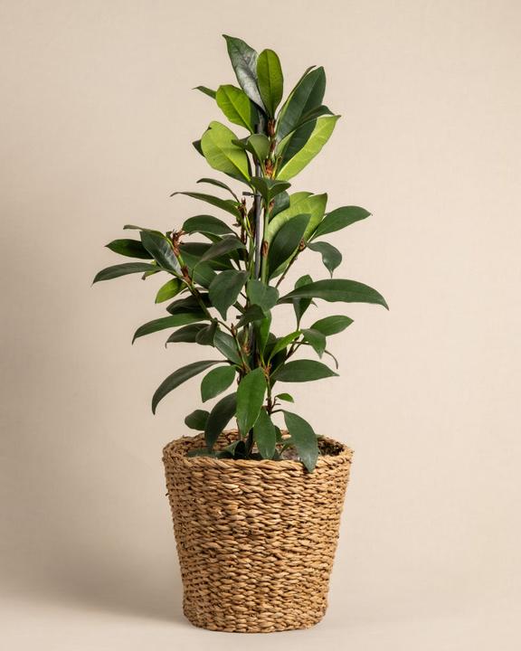Immagine prodotto feey Fico africano (75 cm, Appena rinvasata)