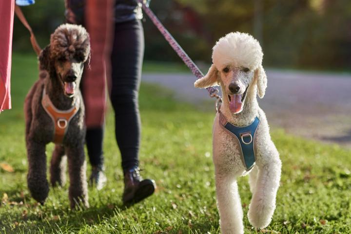 Produktbild Hurtta Geschirr Venture No-Pull, 60-80, Grau (60, 62, 68, 80, Hund, Allgemein)