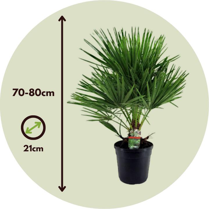 Immagine prodotto Plant in a Box Chamaerops Humilis - Palma nana (80 cm)