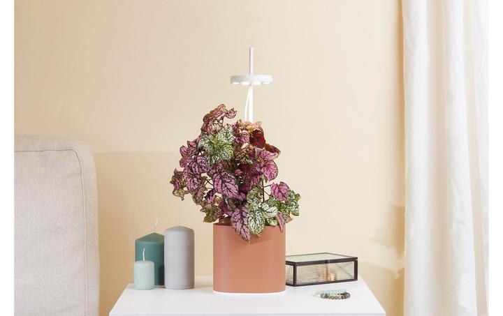 Actual product image Prêt à Pousser Herb pot Nano, Terracota (13.50 cm)