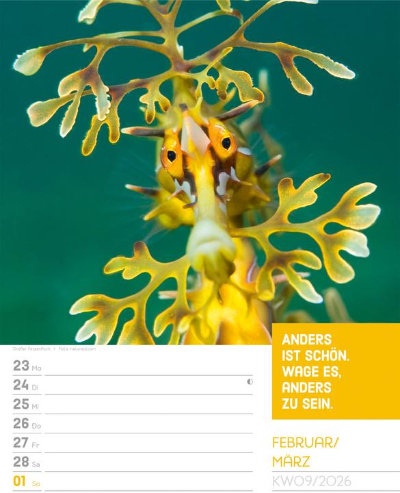 Actual product image Tierisch! Sprüchekalender - Wochenplaner Kalender 2026 (25 x 33 cm, Hardcover, German)