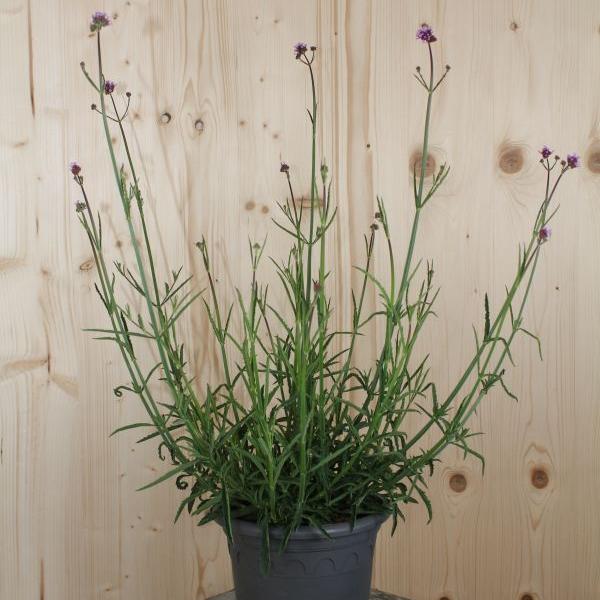 Image du produit Säntispracht La verveine d'Argentine auto-ensemencée - Verbena bonariensis 'Cloud (80 cm)