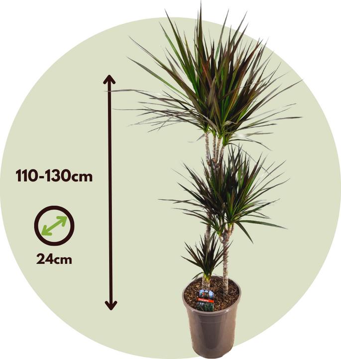 Produktbild Plant in a Box Dracaena Marginata Magenta - Drachenbaum (110 cm)