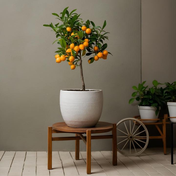 Actual product image Plant in a Box Citrus Mitis Calamondin - Orange tree (55 cm)