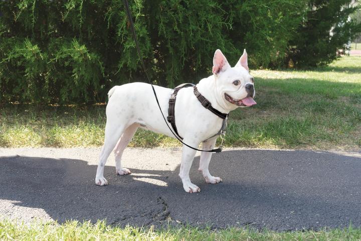 Immagine prodotto PetSafe Pettorina e cinghia di fissaggio per auto 3 in 1™ (S, Cane, Generale)