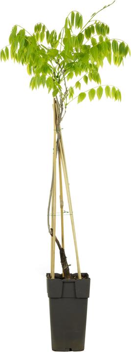 Actual product image Flowerbox Chinesischer Blauregen - Wisteria sinensis 'Alba' (50 cm)