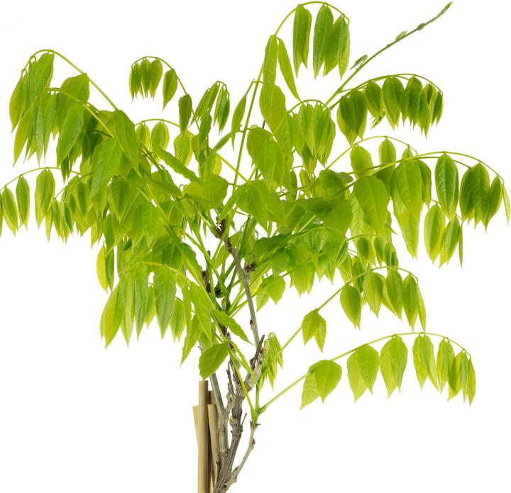 Actual product image Flowerbox Chinesischer Blauregen - Wisteria sinensis 'Alba' (50 cm)