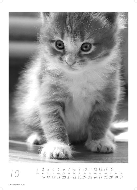 Actual product image Cats 2026 S 29x21cm (29 x 21 cm, German)