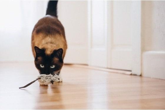 Immagine prodotto P.L.A.Y. Feline Frenzy - Giocattolo per gatti - Topi (2) (Gatto di peluche)