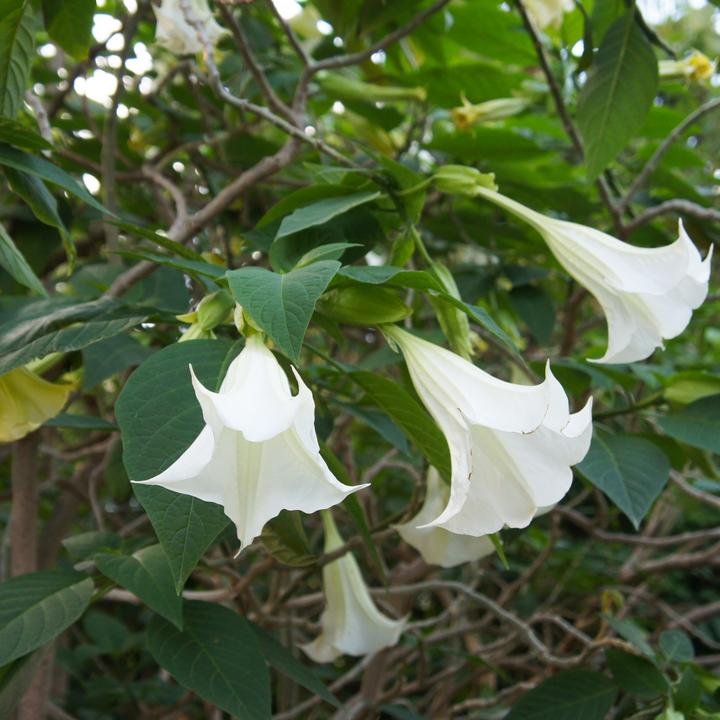 Image du produit Plant in a Box Brugmansia versicolor, sanguinea, suaveolens - Lot de 6 trompettes des anges (25 cm)