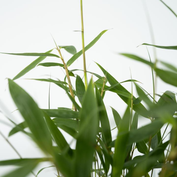 Actual product image Plant in a Box Fargesia scabrida Asian Wonder - Set of 6 Asian Wonder Bamboo (25 cm)