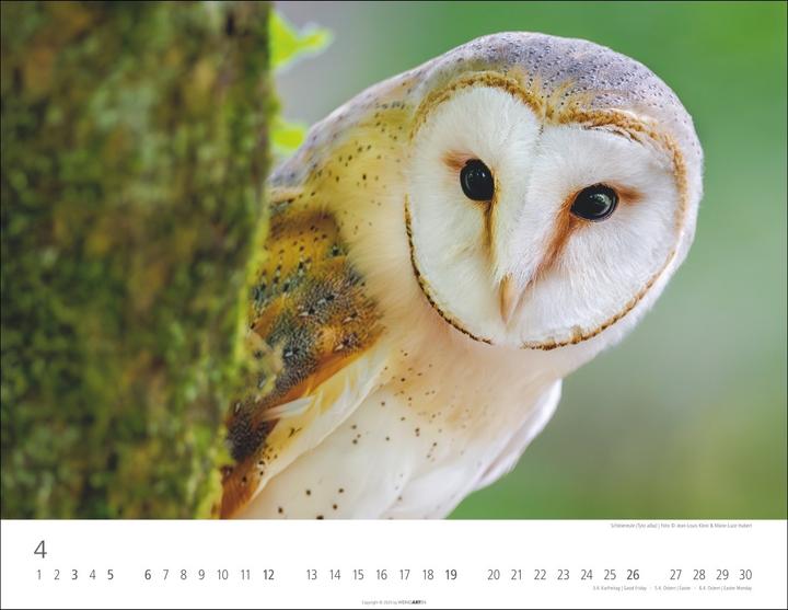 Actual product image Eulen Kalender 2026 (44 x 34 cm, Hardcover, German, English)
