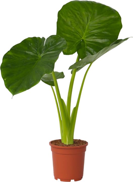 Actual product image Plant in a Box Alocasia Odora - Big Elephant Ear (55 cm)
