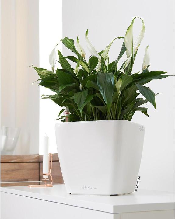 Produktbild Lechuza Quadro LS (35.50 cm)