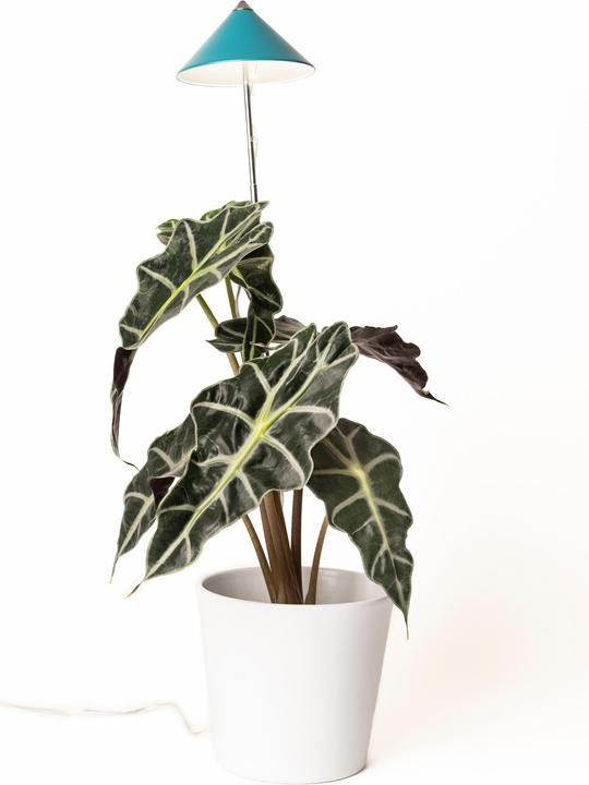 Productafbeelding Parus by Venso SUNLiTE Plant Lamp 7W Benzine (LED, 230 V)