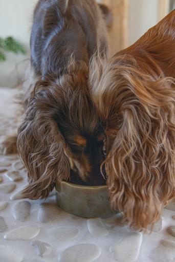 Actual product image Designed by Lotte Jace dog bowl (0.70 l)