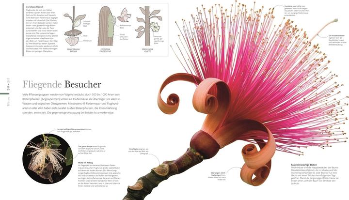 Produktbild Flora – Wunderwelt der Pflanzen (Deutsch, DK Verlag, 2019)