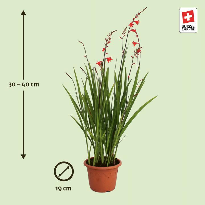 Produktbild Zulauf Crocosmia croc.(x) 'Red King' / Monbretie 'Red King' (30 cm)