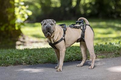 Actual product image PetSafe CareLift™ Support Harness, Medium (Dog, General)