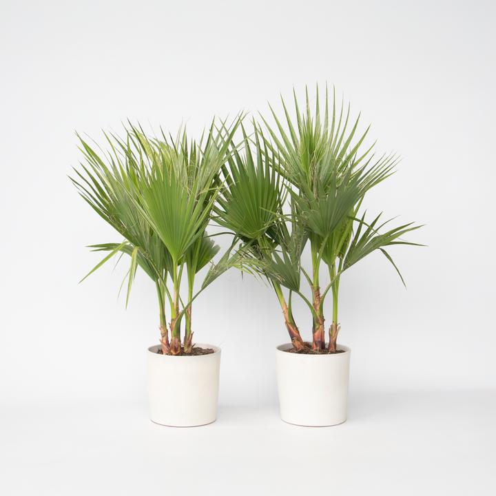Actual product image Plant in a Box Washingtonia Robusta - 2er Set Mexikanische Fächerpalme (70 cm)