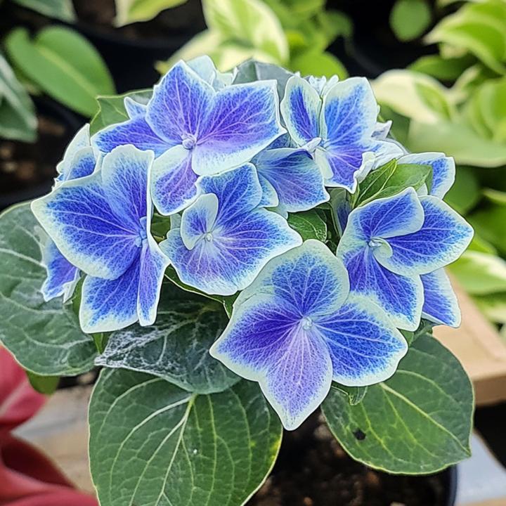 Produktbild Plant in a Box Hydrangea macrophylla Bavaria - 3er Set Hortensien (25 cm)