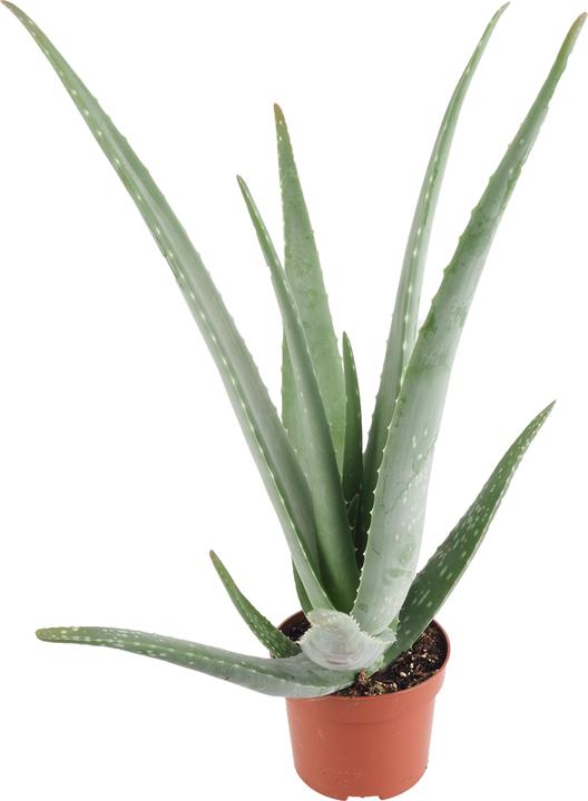 Immagine prodotto Migros Ostschweiz Aloe Vera (46 cm)