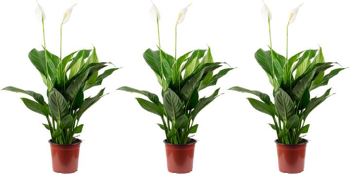 Image du produit Flowerbox Set de 3 feuilles de monoculture - Spathiphyllum