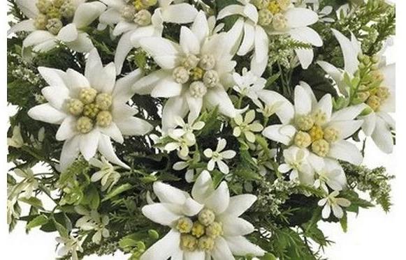 Immagine prodotto Dekomat Bouquet di fiori artificiali Edelweiss 29 cm (29 cm)