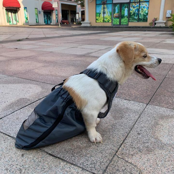Immagine prodotto DerYEP Scooter per cani XS (XS, Cane, Gatto, Generale)