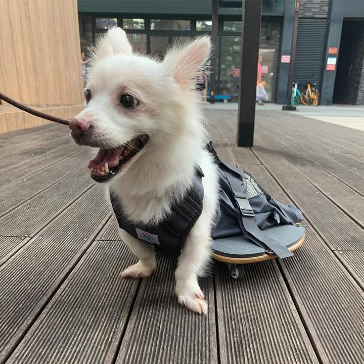 Immagine prodotto DerYEP Scooter per cani XXS (XXS, Cane, Generale)