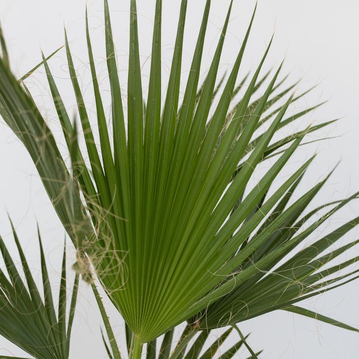 Actual product image Plant in a Box Washingtonia Robusta - Set of 2 Mexican fan palm (50 cm)