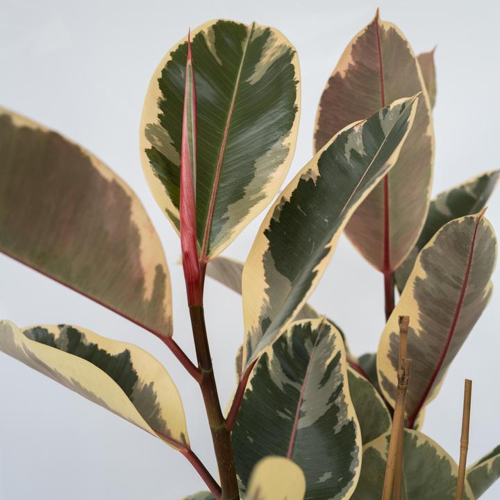 Produktbild Plant in a Box Ficus Elastica Tineke - Gummibaum (90 cm)