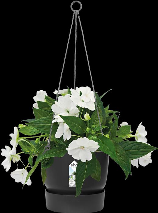 Image du produit Elho Greenville (23.50 cm)