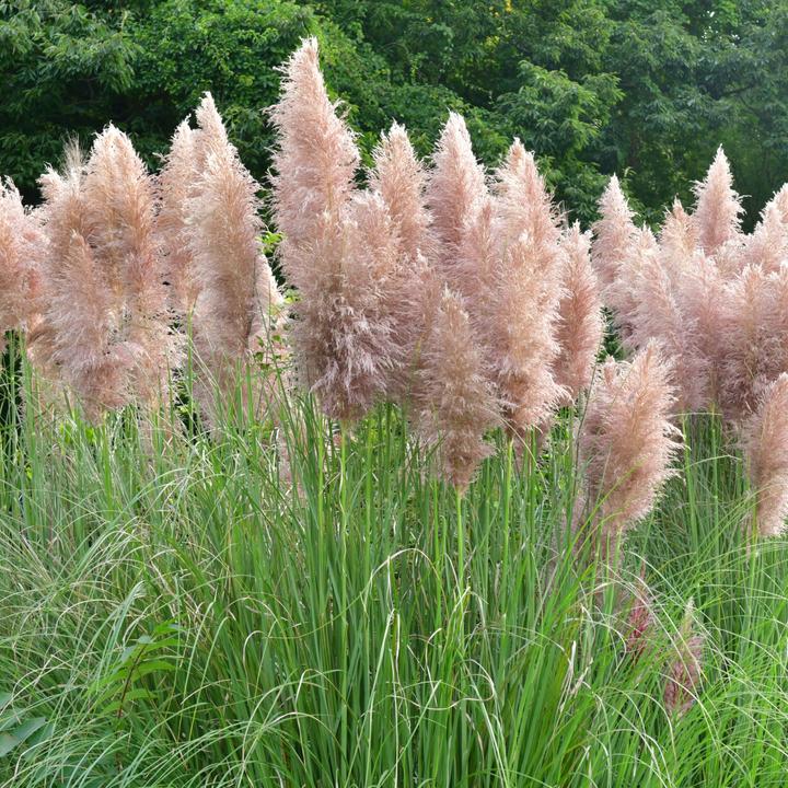 Produktbild Flowerbox Pampasgras - Cortaderia selloana 'Rosea' (25 cm)